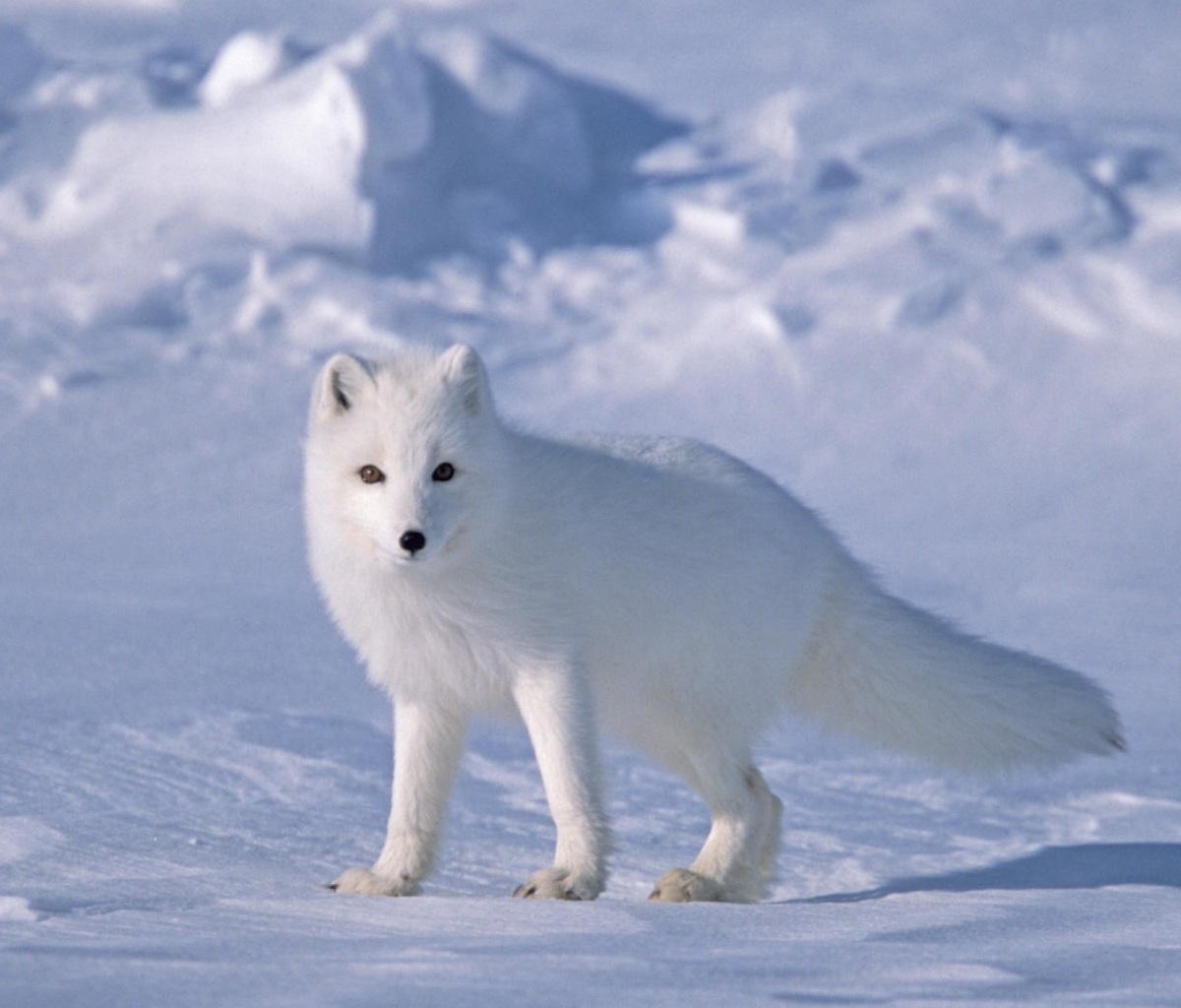 Обои Arctic Fox On Sea Ice In Arctic Ocean 1200x1024