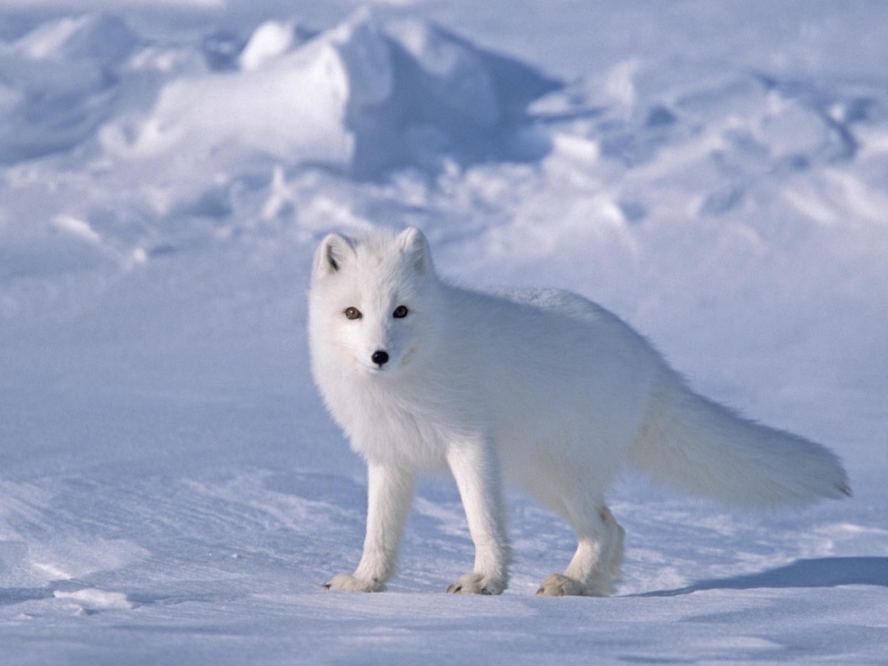 Обои Arctic Fox On Sea Ice In Arctic Ocean 1280x960