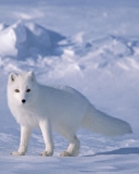 Обои Arctic Fox On Sea Ice In Arctic Ocean 128x160