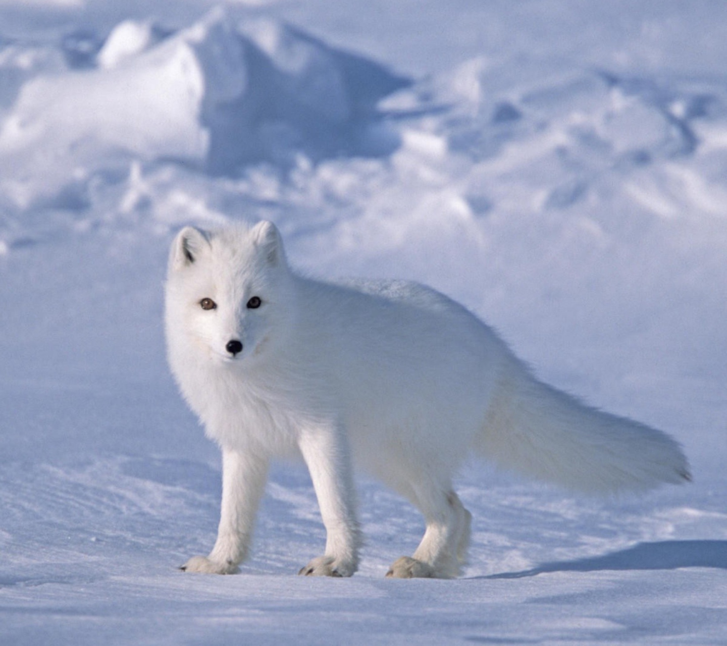 Обои Arctic Fox On Sea Ice In Arctic Ocean 1440x1280