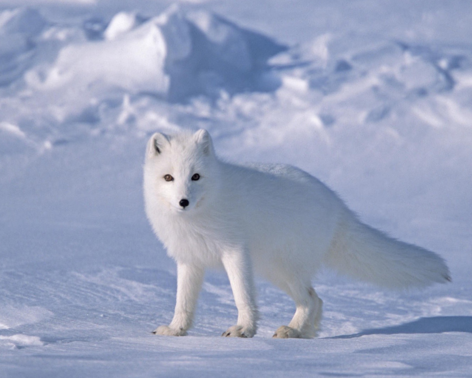 Sfondi Arctic Fox On Sea Ice In Arctic Ocean 1600x1280