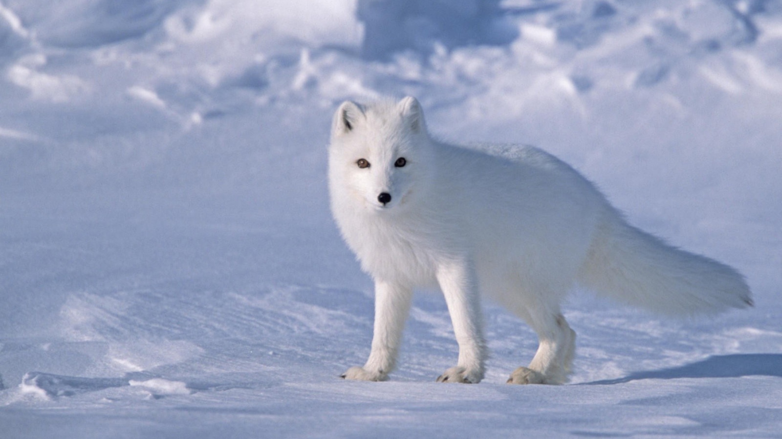 Arctic Fox On Sea Ice In Arctic Ocean wallpaper 1600x900