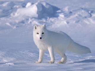 Обои Arctic Fox On Sea Ice In Arctic Ocean 320x240
