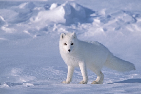 Fondo de pantalla Arctic Fox On Sea Ice In Arctic Ocean 480x320
