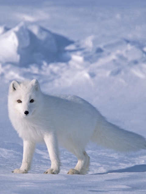 Fondo de pantalla Arctic Fox On Sea Ice In Arctic Ocean 480x640