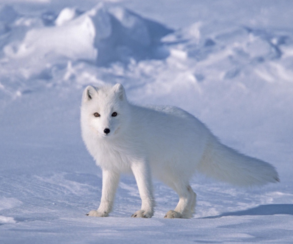 Fondo de pantalla Arctic Fox On Sea Ice In Arctic Ocean 960x800