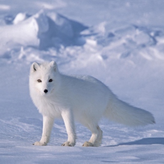 Arctic Fox On Sea Ice In Arctic Ocean Background for iPad Air