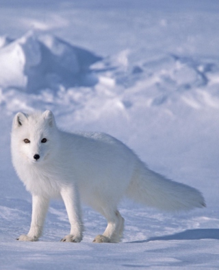 Arctic Fox On Sea Ice In Arctic Ocean - Obrázkek zdarma pro Samsung Mantra M340