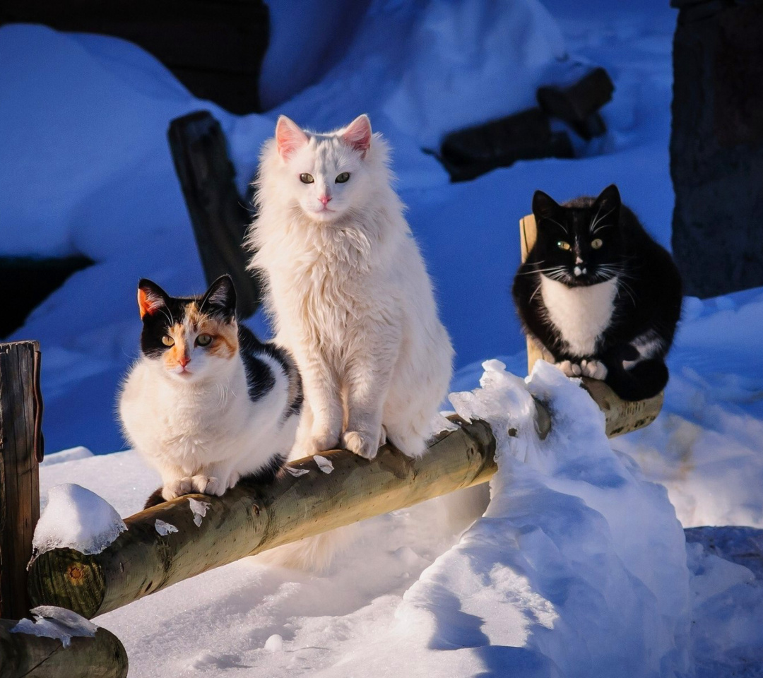 Обои Winter Cats 1080x960