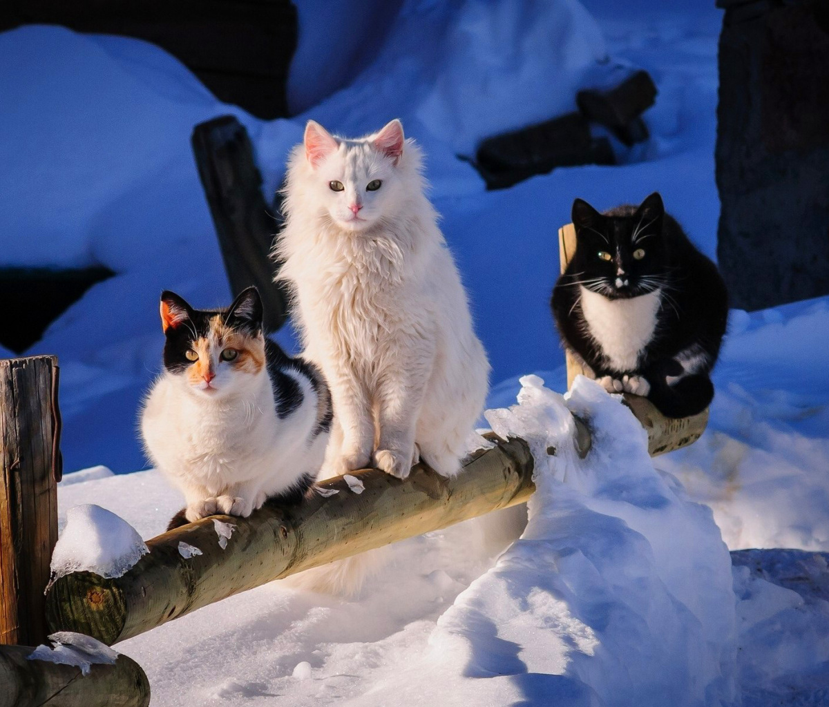 Sfondi Winter Cats 1200x1024
