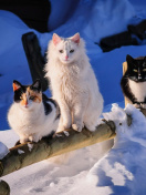Sfondi Winter Cats 132x176