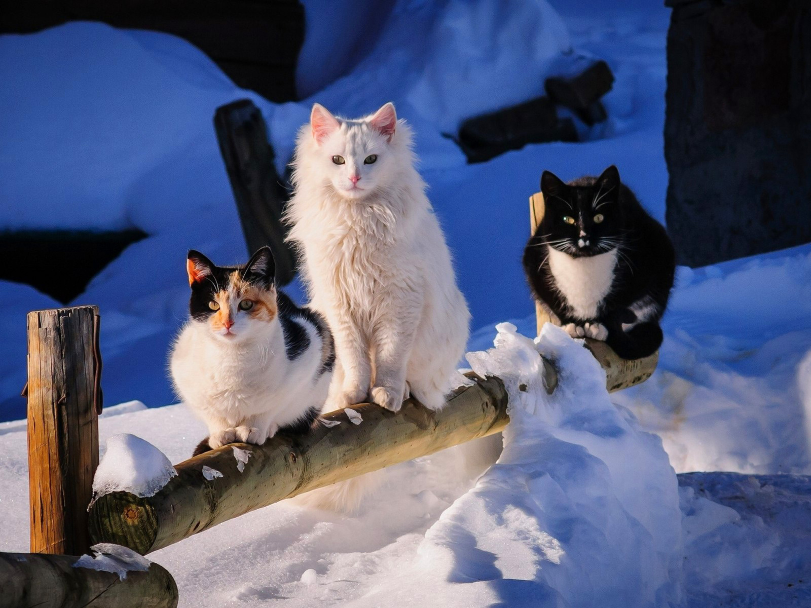 Обои Winter Cats 1600x1200
