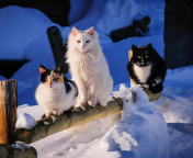 Das Winter Cats Wallpaper 176x144