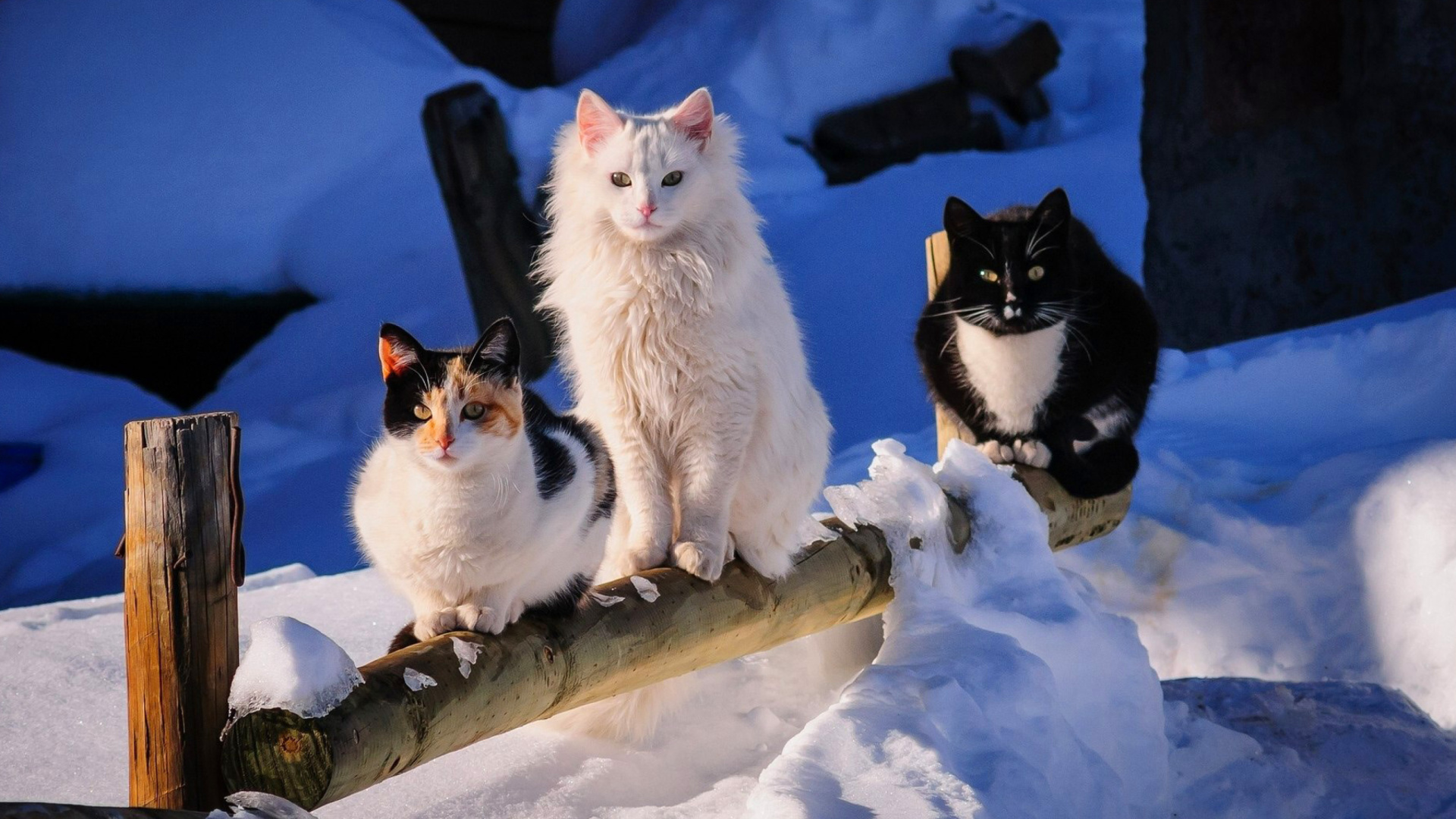 Winter Cats wallpaper 1920x1080