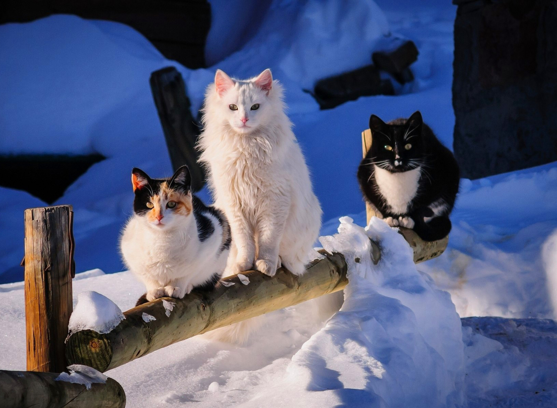 Winter Cats screenshot #1 1920x1408