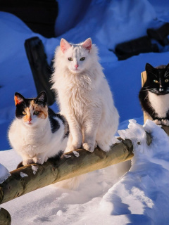 Sfondi Winter Cats 240x320