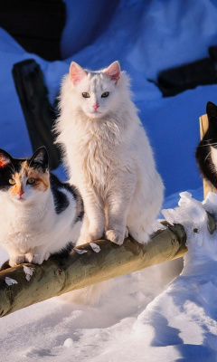 Winter Cats wallpaper 240x400