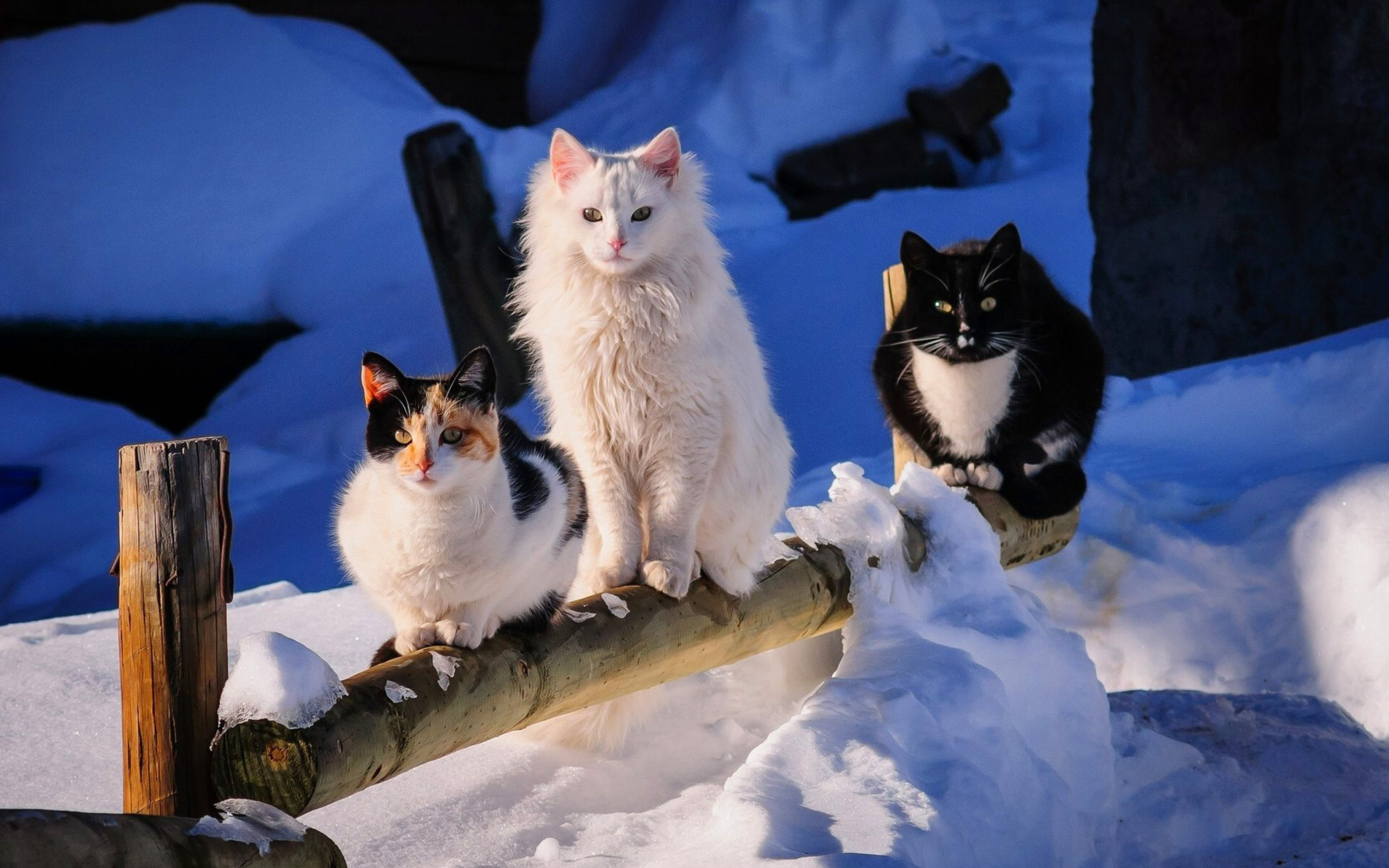 Das Winter Cats Wallpaper 2560x1600