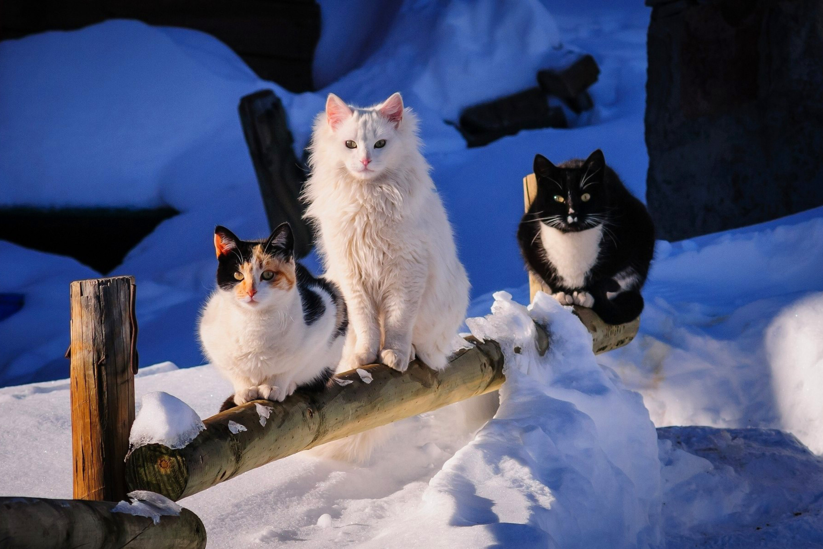 Sfondi Winter Cats 2880x1920