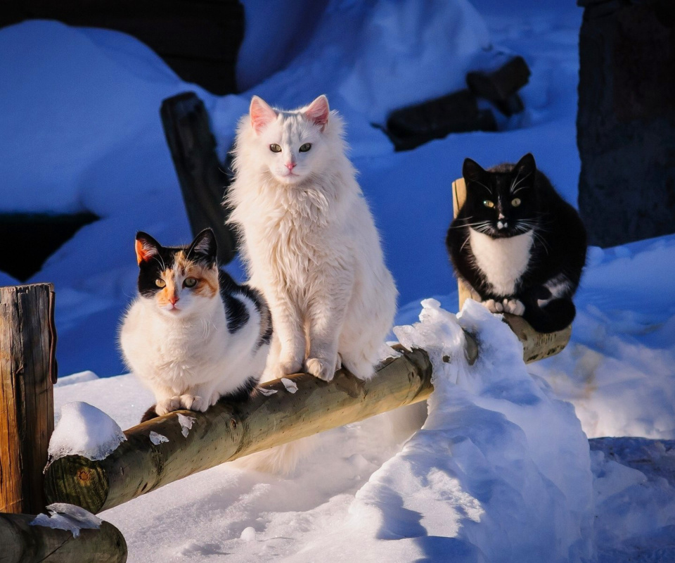 Fondo de pantalla Winter Cats 960x800