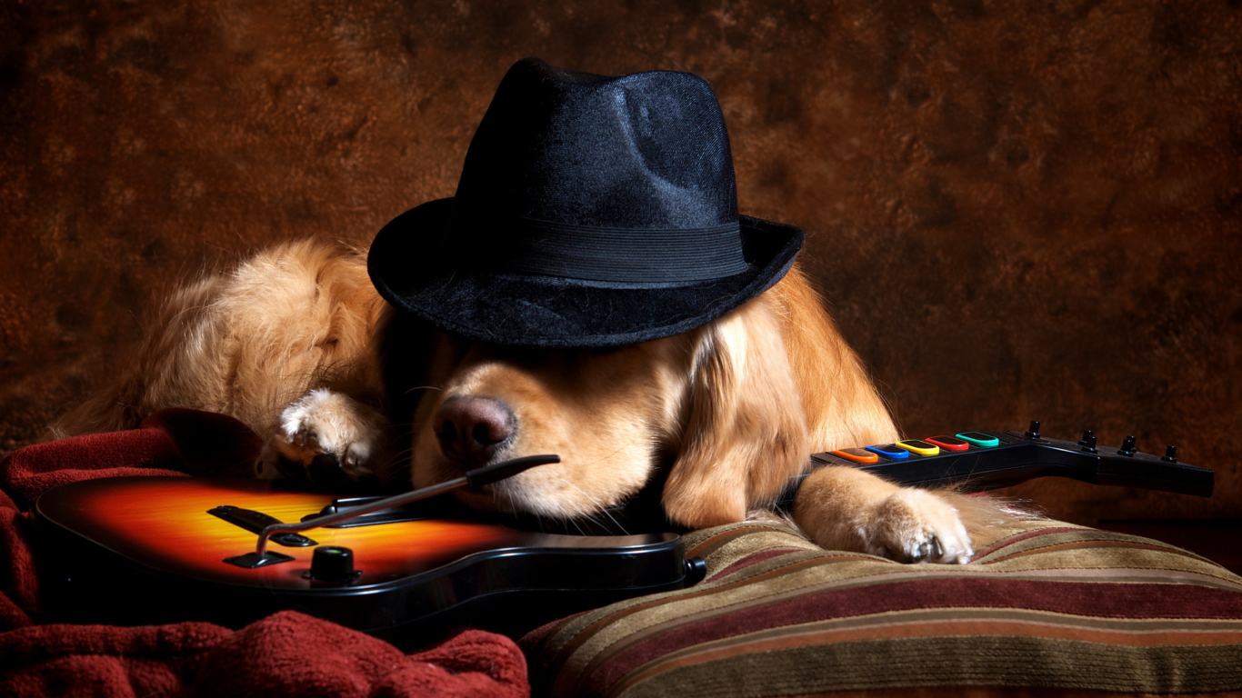 Dog In Hat wallpaper 1366x768