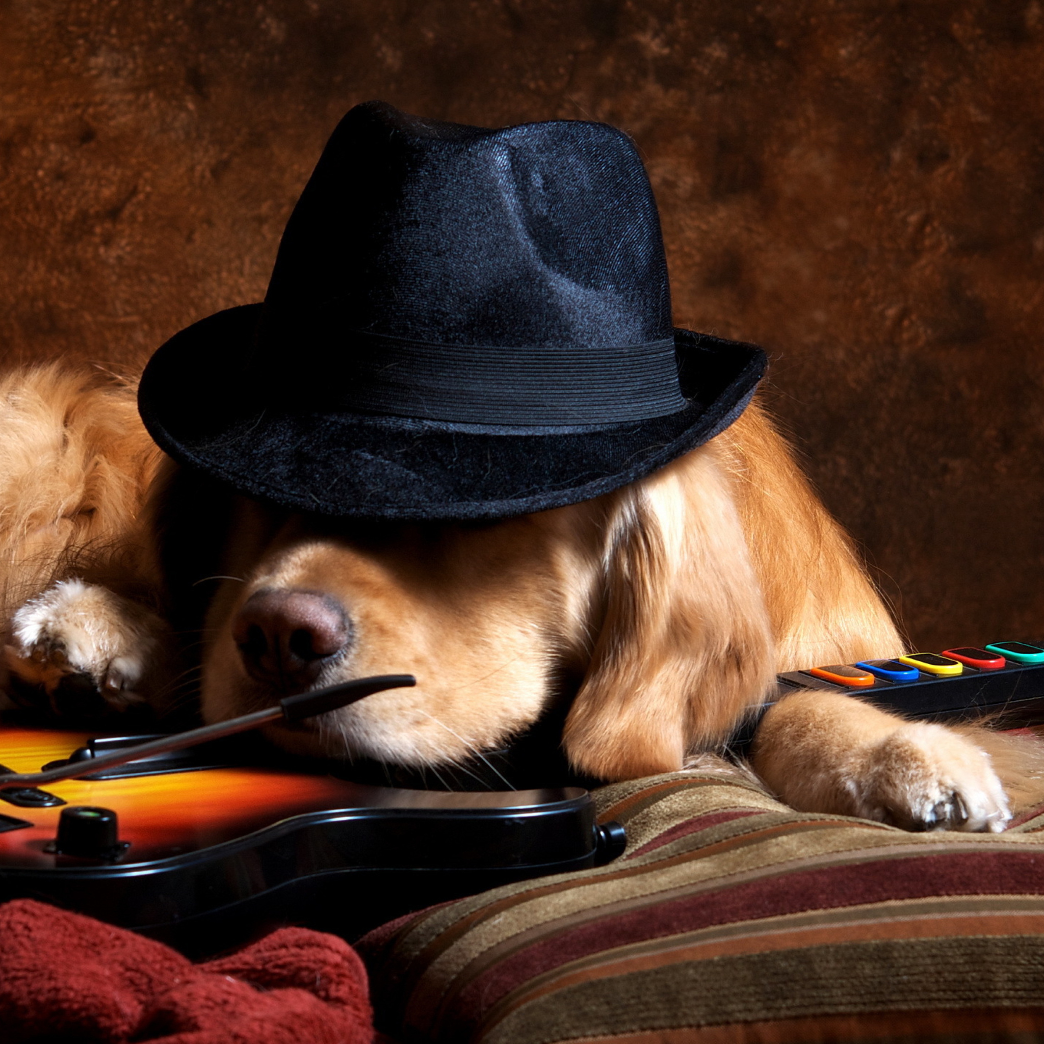 Fondo de pantalla Dog In Hat 2048x2048