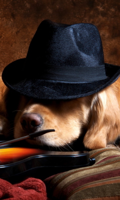 Das Dog In Hat Wallpaper 240x400