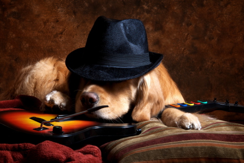 Das Dog In Hat Wallpaper 480x320