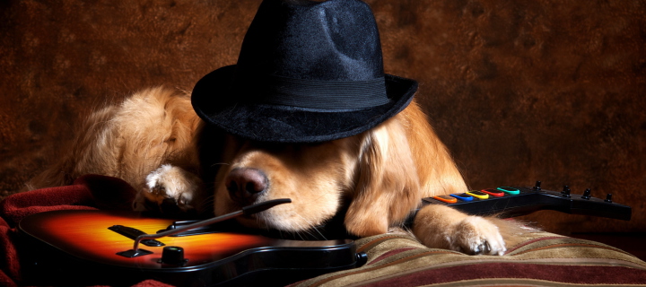 Das Dog In Hat Wallpaper 720x320