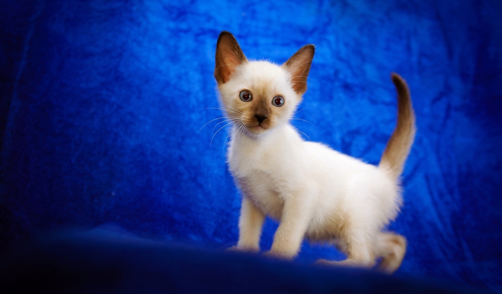 Обои Cute Siamese Kitten 1024x600