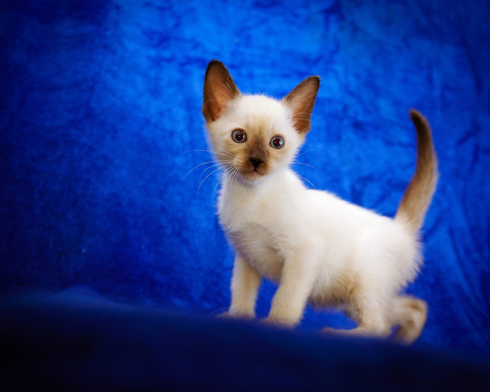Fondo de pantalla Cute Siamese Kitten 1600x1280