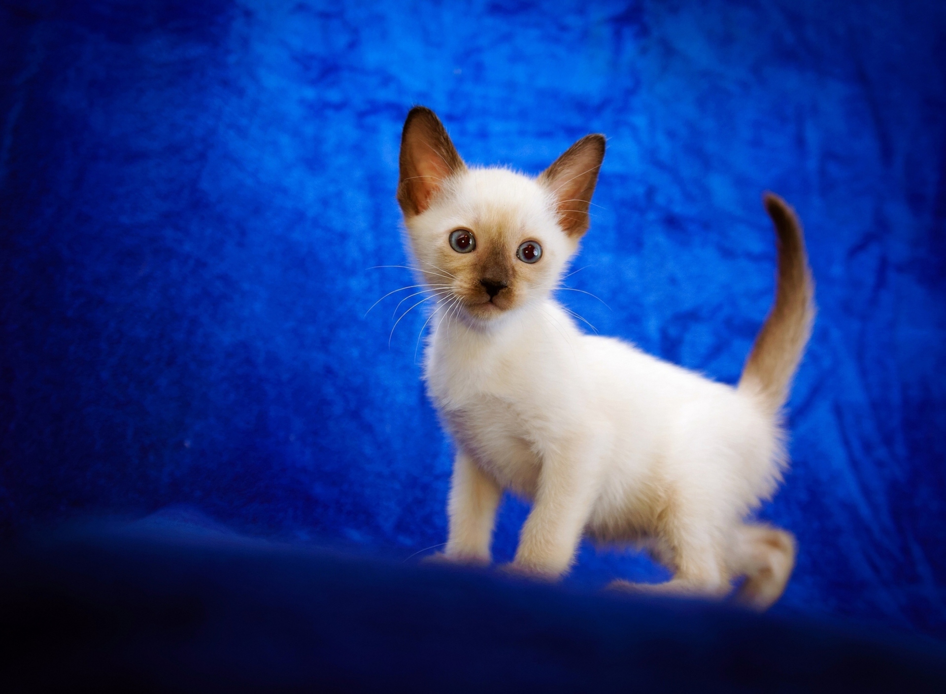 Cute Siamese Kitten wallpaper 1920x1408