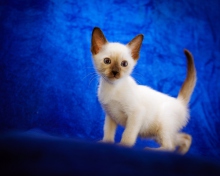 Cute Siamese Kitten wallpaper 220x176