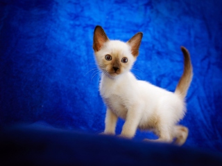 Cute Siamese Kitten wallpaper 320x240