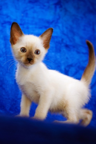 Обои Cute Siamese Kitten 320x480