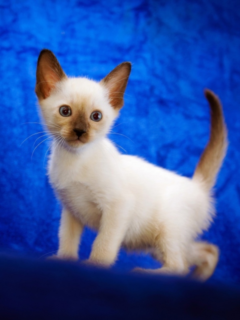 Cute Siamese Kitten wallpaper 480x640