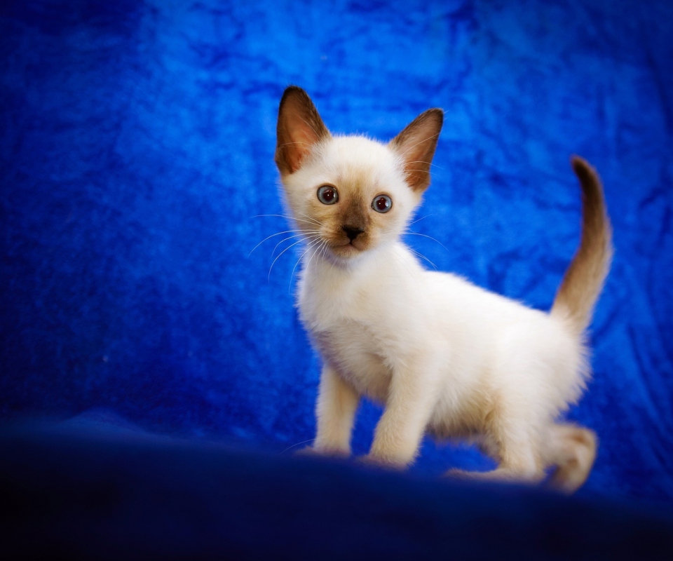 Cute Siamese Kitten wallpaper 960x800