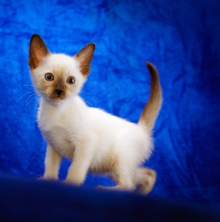 Cute Siamese Kitten - Obrázkek zdarma pro 1024x1024