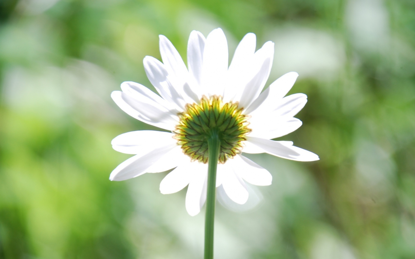 Fondo de pantalla Daisy In The Sun 1440x900