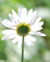 Das Daisy In The Sun Wallpaper 176x220