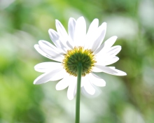 Das Daisy In The Sun Wallpaper 220x176