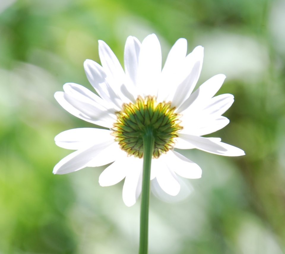 Daisy In The Sun wallpaper 960x854