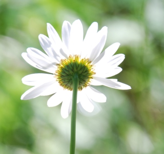 Daisy In The Sun - Obrázkek zdarma pro 128x128