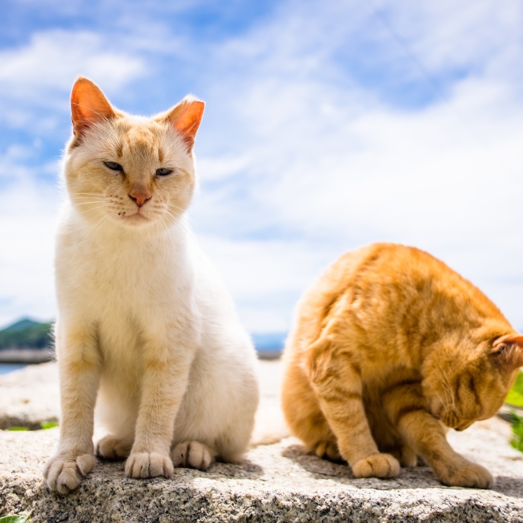 Summer Cats wallpaper 1024x1024