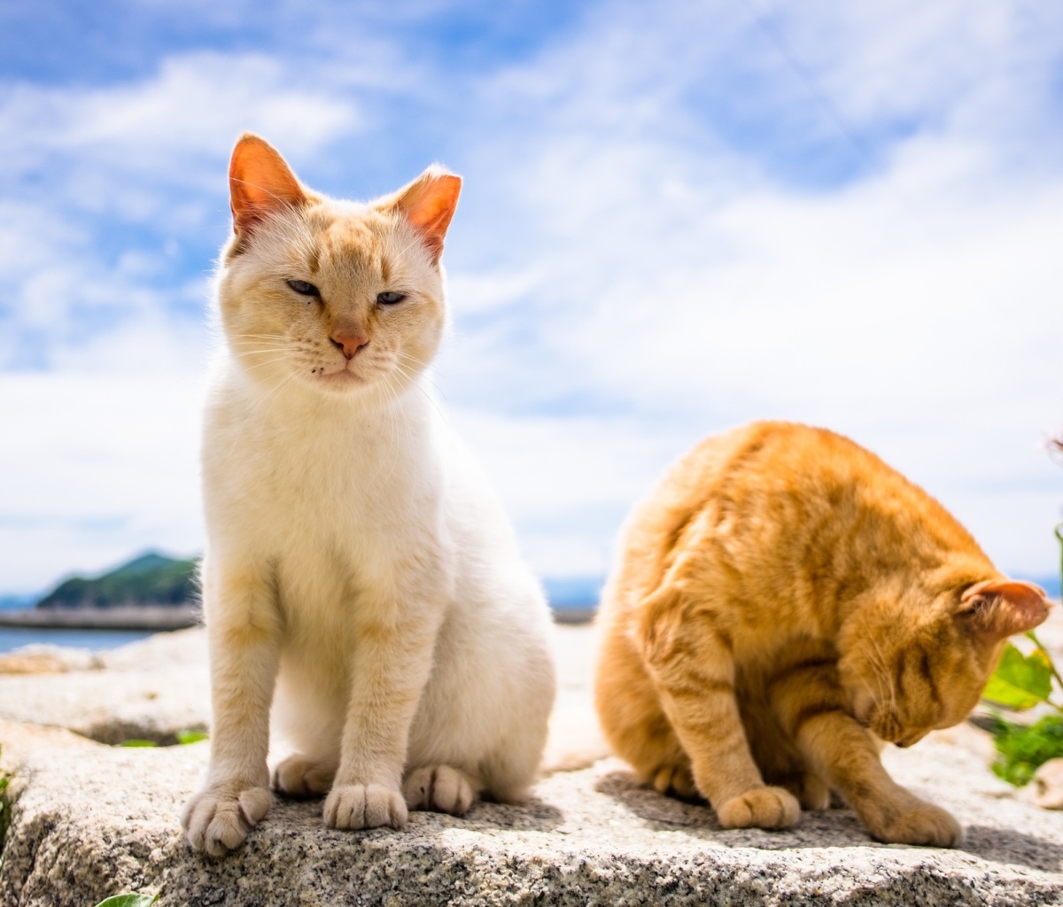 Summer Cats wallpaper 1200x1024