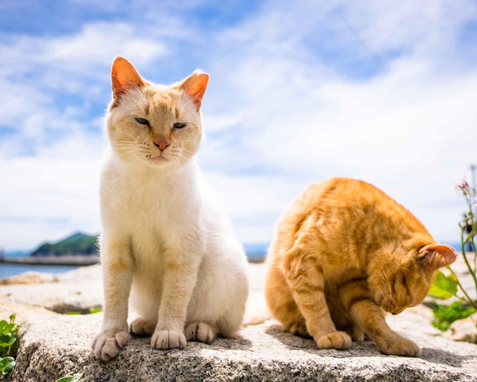 Обои Summer Cats 1600x1280