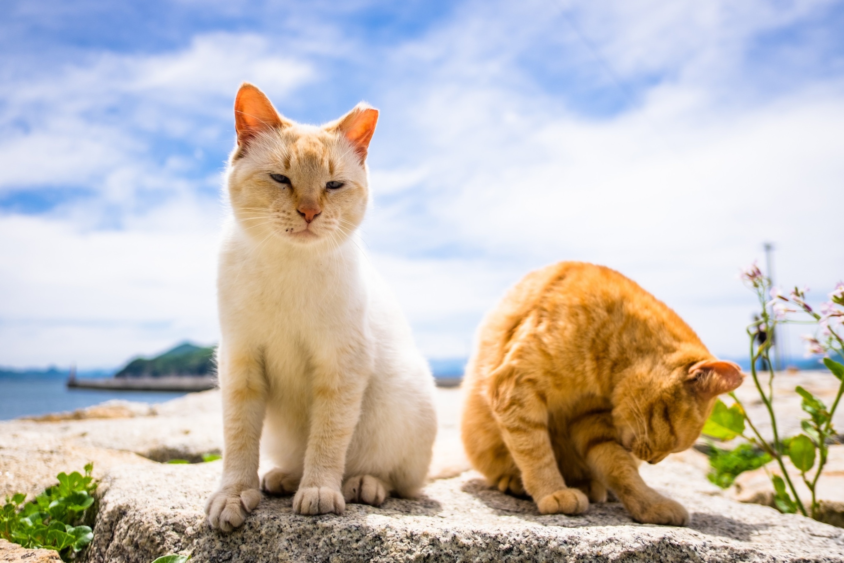 Summer Cats wallpaper 2880x1920