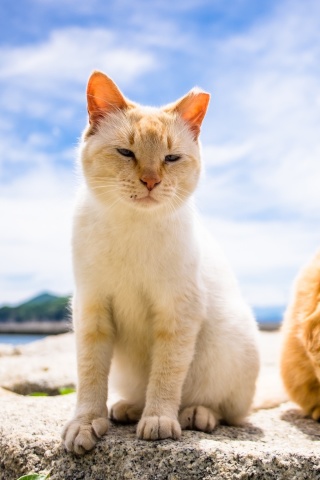 Summer Cats wallpaper 320x480