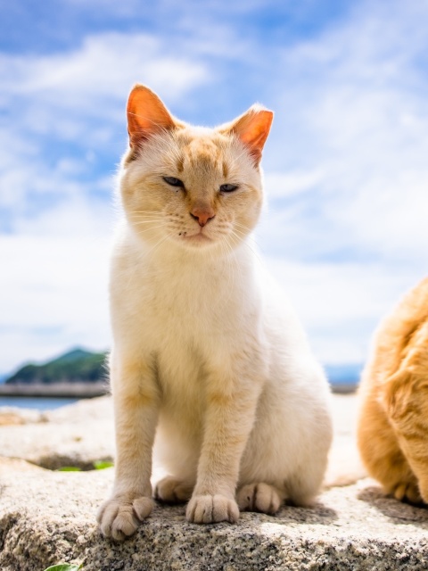 Summer Cats wallpaper 480x640