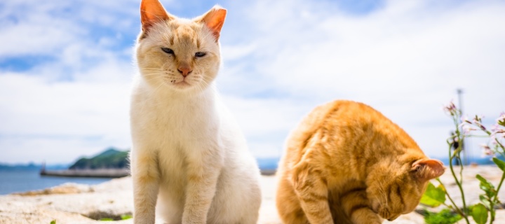 Summer Cats wallpaper 720x320